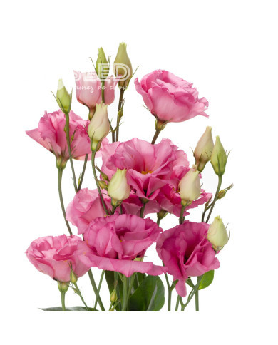 Lisianthus F1 Cessna Rose III (graines enrobées)