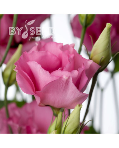 Lisianthus F1 Cessna Rose III (graines enrobées)