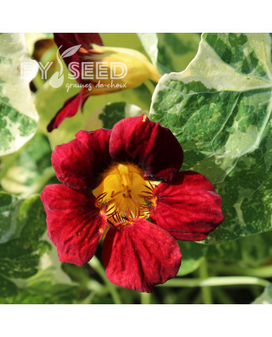 Capucine naine Velvet Troika