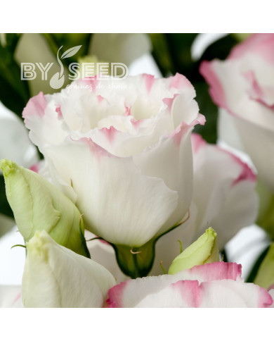 Lisianthus F1 Cessna Rose Picotee III (graines enrobées)