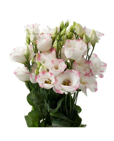 Lisianthus F1 Cessna Rose Picotee III (graines enrobées)