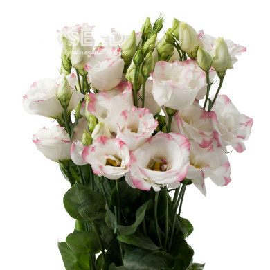 Lisianthus F1 Cessna Rose Picotee III (graines enrobées)