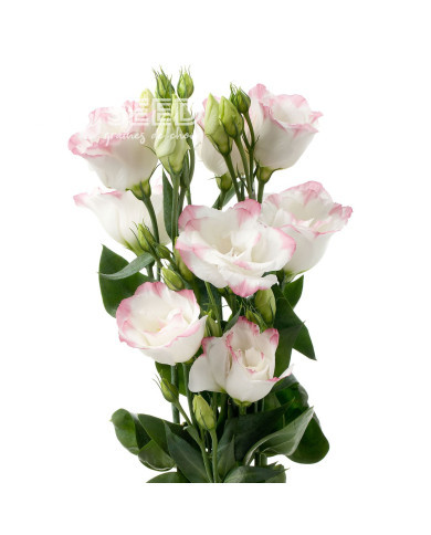 Lisianthus F1 Cessna Rose Picotee III (graines enrobées)