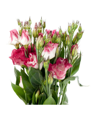 Lisianthus F1 Cessna Vogue IV (graines enrobées)