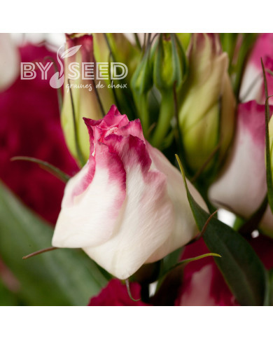 Lisianthus F1 Cessna Vogue IV (graines enrobées)