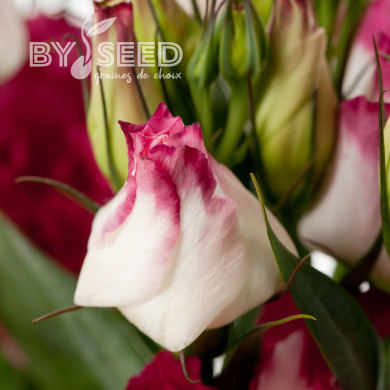 Lisianthus F1 Cessna Vogue IV (graines enrobées)
