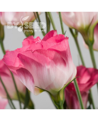 Lisianthus F1 Cessna Vogue IV (graines enrobées)