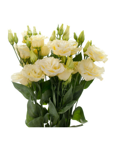 Lisianthus F1 Cessna Yellow III (graines enrobées)