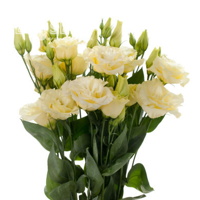 Lisianthus F1 Cessna Yellow III (graines enrobées)