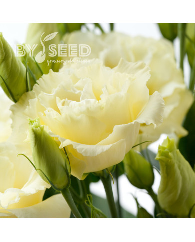 Lisianthus F1 Cessna Yellow III (graines enrobées)