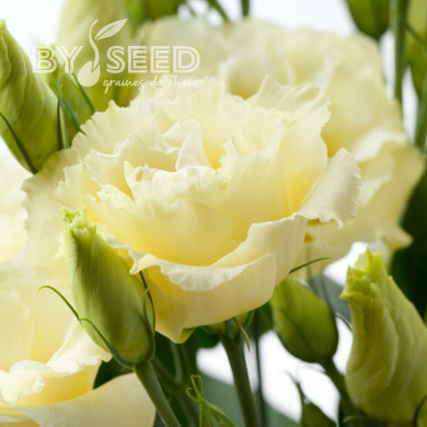 Lisianthus F1 Cessna Yellow III (graines enrobées)