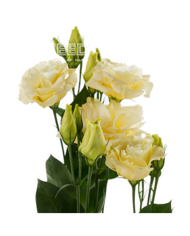 Lisianthus F1 Cessna Yellow III (graines enrobées)