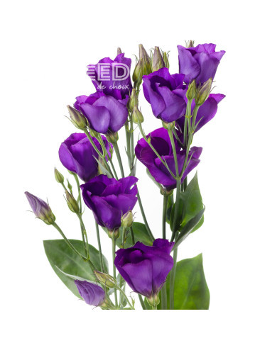 Lisianthus F1 Colorado Purple Imp. II (graines enrobées)