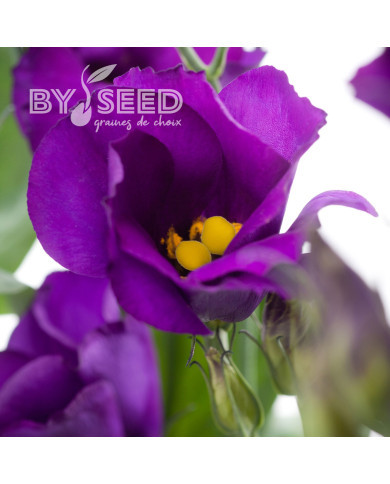 Lisianthus F1 Colorado Purple Imp. II (graines enrobées)