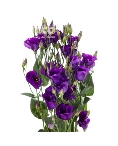 Lisianthus F1 Colorado Purple Imp. II (graines enrobées)