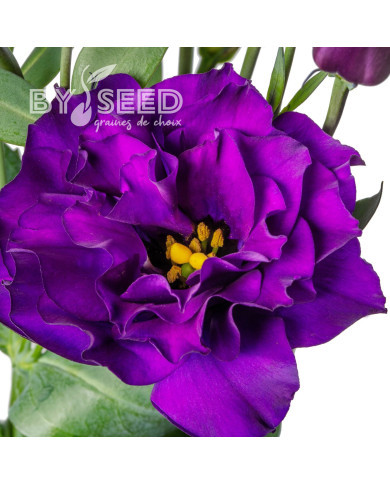 Lisianthus F1 Evanthi Purple II-III (graines enrobées)
