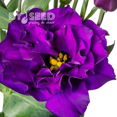 Lisianthus F1 Evanthi Purple II-III (graines enrobées)