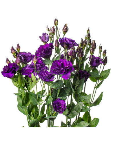 Lisianthus F1 Evanthi Purple II-III (graines enrobées)