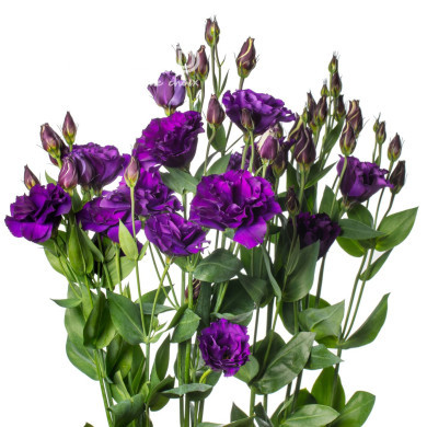 Lisianthus F1 Evanthi Purple II-III (graines enrobées)
