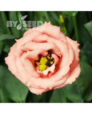 Lisianthus F1 LisAdora® Apricot III (graines enrobées)