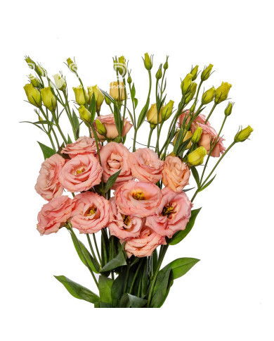 Lisianthus F1 LisAdora® Apricot III (graines enrobées)