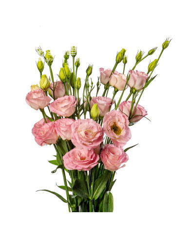 Lisianthus F1 LisAdora® Light Pink III (graines enrobées)