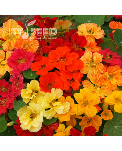 Capucine naine Whirlybird Formula Mixture