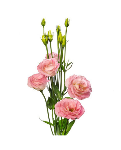 Lisianthus F1 LisAdora® Light Pink III (graines enrobées)
