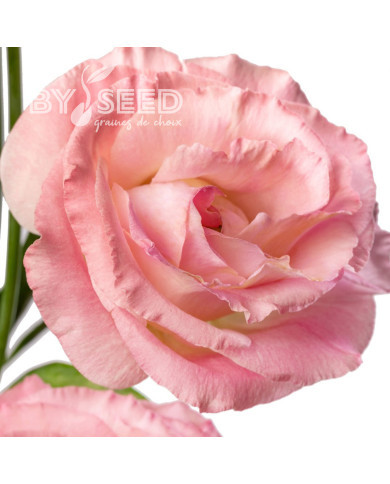 Lisianthus F1 LisAdora® Light Pink III (graines enrobées)
