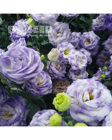 Lisianthus F1 LisAdora® Misty Blue III (graines enrobées)