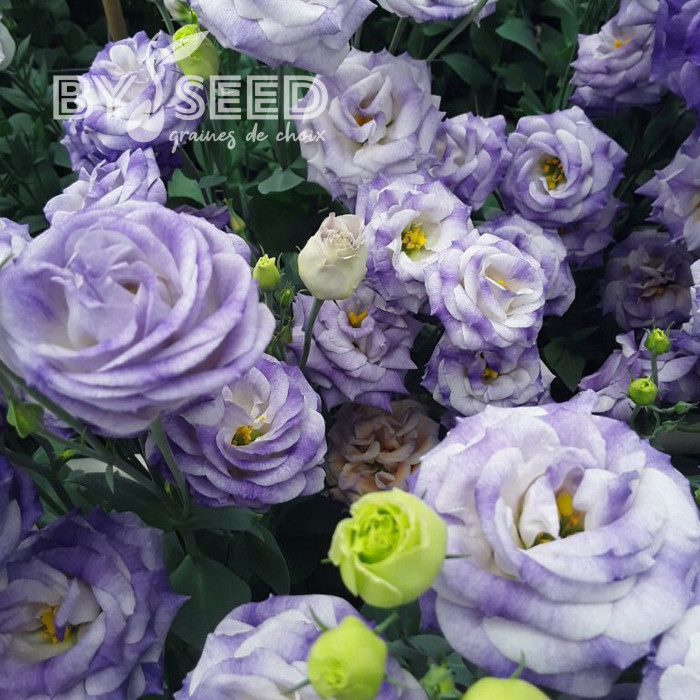 Lisianthus F1 LisAdora® Misty Blue III (graines enrobées)
