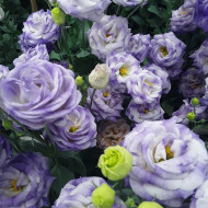Lisianthus F1 LisAdora® Misty Blue III (graines enrobées)