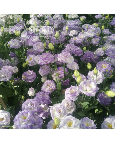 Lisianthus F1 LisAdora® Misty Blue III (graines enrobées)