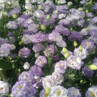 Lisianthus F1 LisAdora® Misty Blue III (graines enrobées)