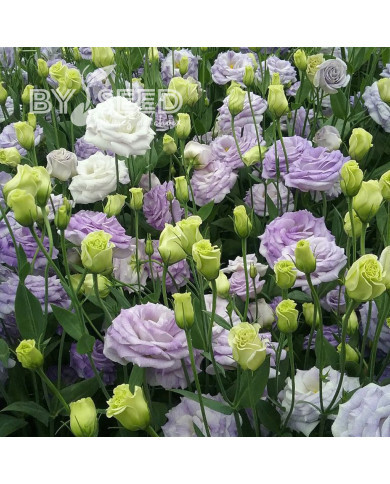 Lisianthus F1 LisAdora® Misty Blue III (graines enrobées)