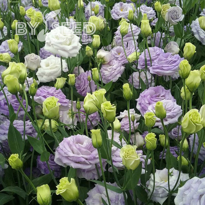 Lisianthus F1 LisAdora® Misty Blue III (graines enrobées)