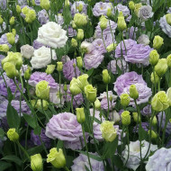 Lisianthus F1 LisAdora® Misty Blue III (graines enrobées)