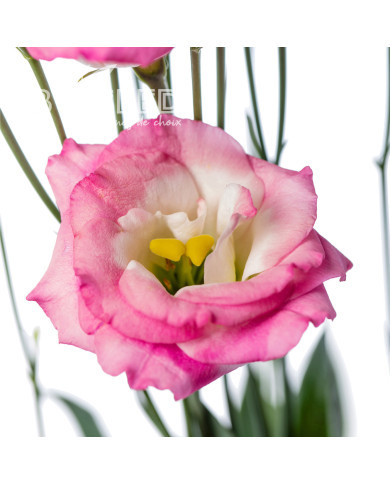 Lisianthus F1 LisAdora® Pink Picotee II-III (graines enrobées)