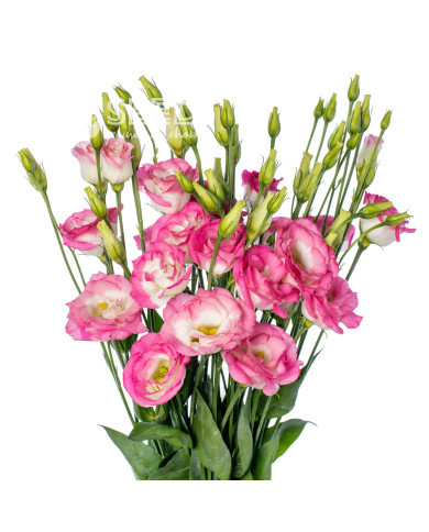 Lisianthus F1 LisAdora® Pink Picotee II-III (graines enrobées)