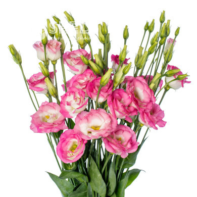 Lisianthus F1 LisAdora® Pink Picotee II-III (graines enrobées)