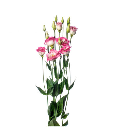 Lisianthus F1 LisAdora® Pink Picotee II-III (graines enrobées)