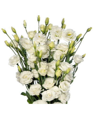Lisianthus F1 LisAdora® Pure White III (graines enrobées)
