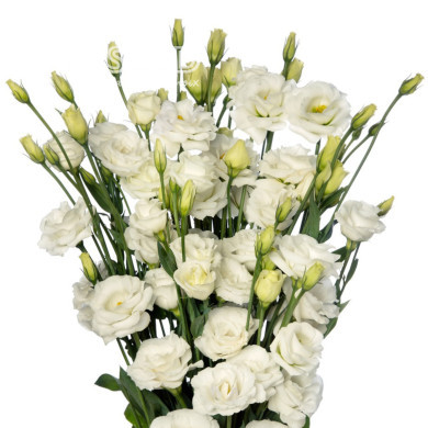 Lisianthus F1 LisAdora® Pure White III (graines enrobées)