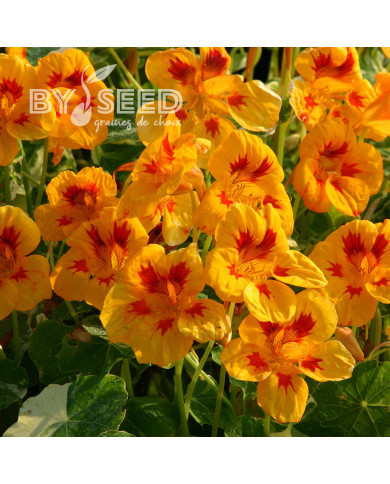 Capucine naine Yellow Troika