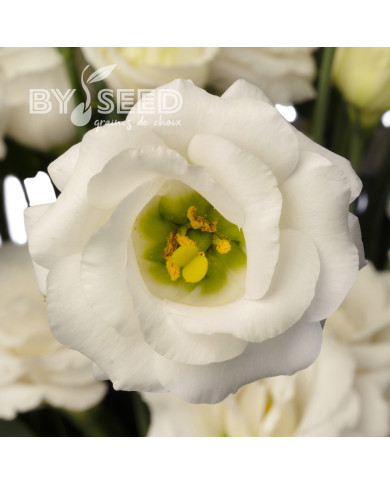 Lisianthus F1 LisAdora® Pure White III (graines enrobées)