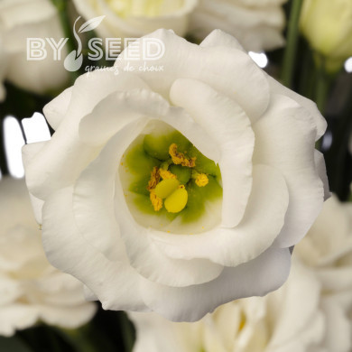 Lisianthus F1 LisAdora® Pure White III (graines enrobées)