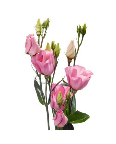 Lisianthus F1 Oletha II-III (graines enrobées)