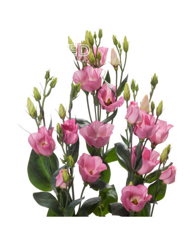 Lisianthus F1 Oletha II-III (graines enrobées)