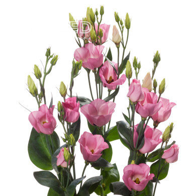 Lisianthus F1 Oletha II-III (graines enrobées)