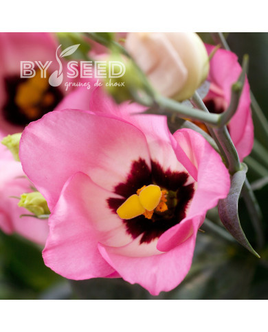 Lisianthus F1 Oletha II-III (graines enrobées)
